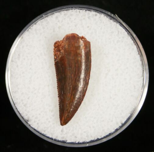 Dark Colored Raptor Tooth From Morocco - #10786
